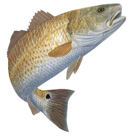 Qty. 2 Redfish Fishing Decals - Redhot Mini Cup UV Protected Red Drum Fish Stickers - Dishwasher Safe