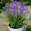 Outsidepride Society Garlic Seeds for Planting - 50 Pcs Perennial,