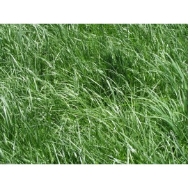 Seed Ranch Kentucky 31 Tall Fescue Grass Seed "Raw" 20 Lbs