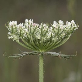 QUEEN ANNE'S LACE, Bishop's Flower "Daucus Carota" ~Wildflower~ 30+ Biennial Seeds