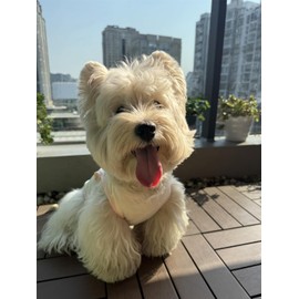 2Pcs Cooling Shirts for Small Dogs, Sleeveless Dog Vest, Lightweight Breathable Dog Summer Tank Top Sun Protection Shirts for Dogs Cats Pet Apparel (Yellow MintGreen, Medium Size for 5.0-8.5lb Pets)