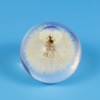 YouerCrystal Real Dandelion Decor, Dandelion Resin Crystal Ball Paperweight, 2.56in