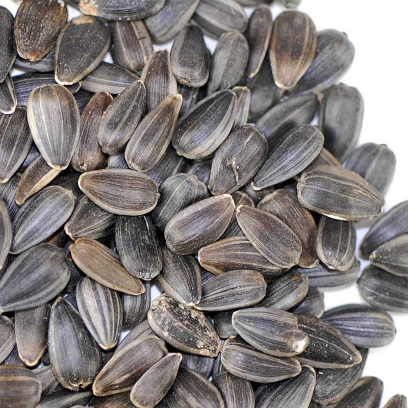 Whole Sunflower Sprouting Seeds: 5 Gram Packet ~250 Seeds -