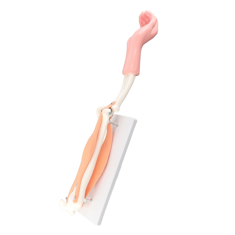 Arm Moving Model Anatomical Elbow Joint Motion Model Primary School