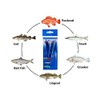 Sanhu Rock Cod Feather Rigs 4/0 Blue/White-10 Packs