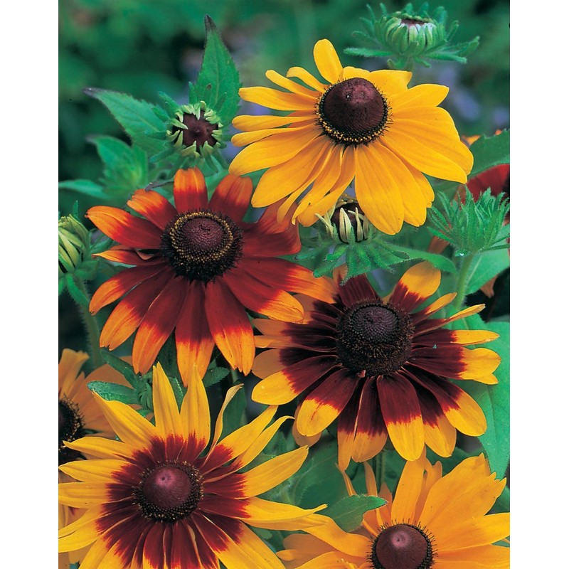 Mr. Fothergill's Rudbeckia Gloriosa Daisies Flower Seeds
