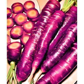 Sunshine Seeds Cosmic Purple Carrot Seeds (100+) / HEIRLOOM / ORGANIC / FLORIDA GROWN / RARE