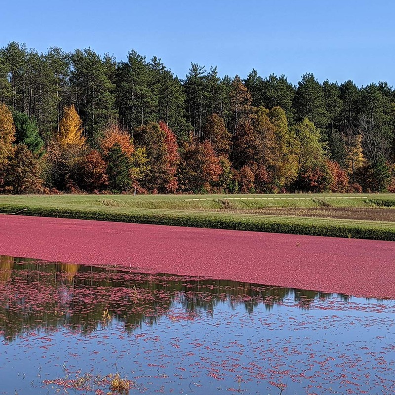 Mariani Organic Dried Cranberries, 30oz, Bulk Family Size Value Pack,