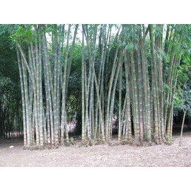 Dendrocalamus Asper Bamboo | 1 Live Plant | Fast-Growing Giant Bamboo | Ideal for Indoor/Outdoor Green Spaces, Landscaping & Eco-Friendly Decor | Also Known As Dragon or Rough Bamboo