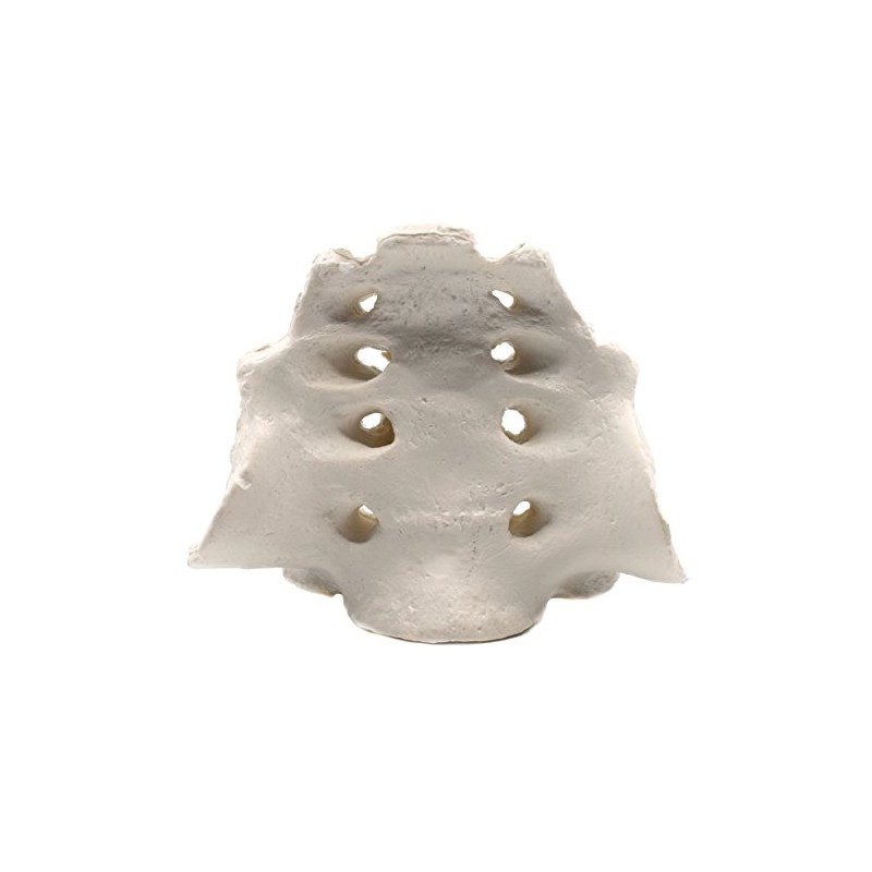 Sacrum Bone Model - Anatomically Accurate Human Replica - hBARSCI