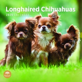 2025 Longhaired Chihuahuas Monthly Wall Calendar by Bright Day, 12 x 12 Inch Cute Dog Breed Gift