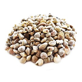 Bulk 8 oz (700-800) Black Umbonium Mini Shells (1/4" - 1/2") Crafts Seashells Button Shells Beach Crafts Coastal Cottage Vase Filling