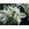 SeedsUP - 30+ Seeds Snow on The Mountain Euphorbia Spurge