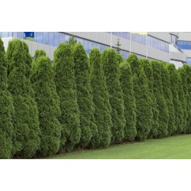 Cz Grain 50 American Arborvitae Tree Seeds | Giant Thuja Tree, Thuja occidentalis | Pr...