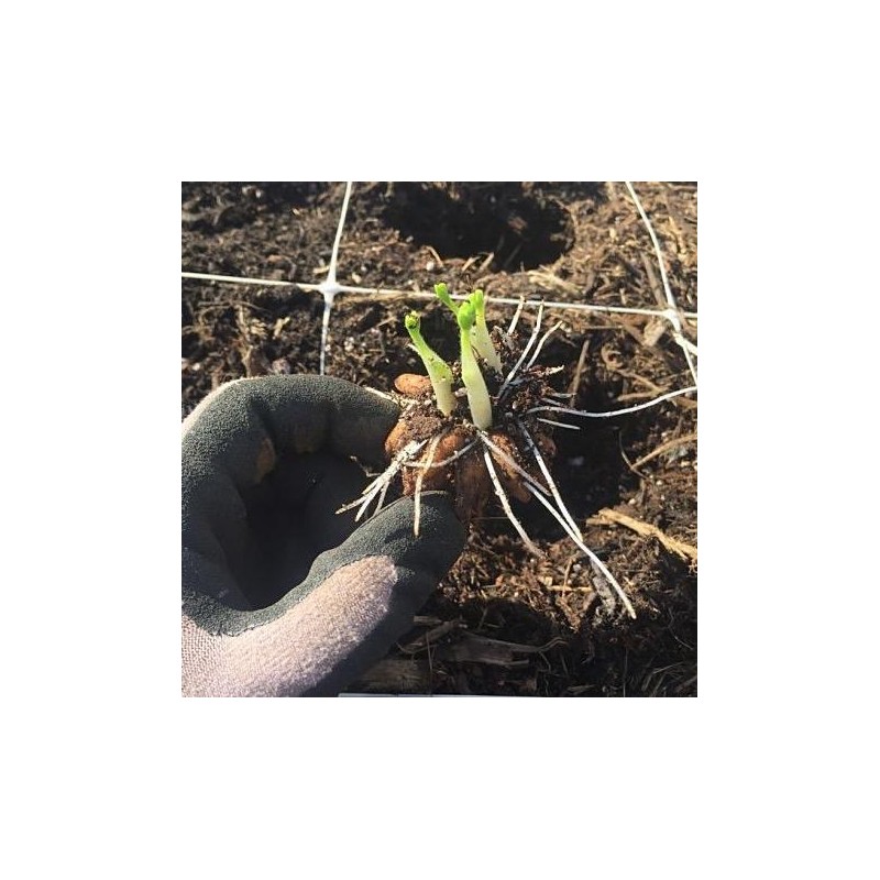 (10) LaBelle Champagne Ranunculus Corms Bulbs Tubers Spring Garden Flowers