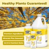 Aspen Tree Fertilizer, Complete Liquid Aspen Tree Plant Food, 8
