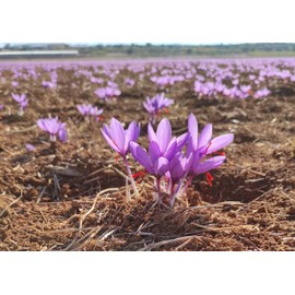 Spanish Premium Saffron Threads - 2g (0.075 oz) - 100% Natural Pure Saffron Grade A+ - Quality superior - Azafrán gourmet