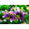 Unique Exotic Passion Flower Passionflower 10 Seeds for Planting Non-GMO