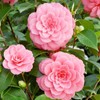 Mixed Camellia Seeds for Planting -20Pcs Non-GMO Heirloom Camellia Seeds