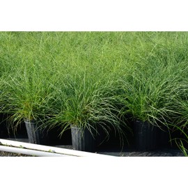 Perennial Farm Miscanthus Sinensis 'Adagio' – Live Ornamental Grass in #1 Container, Fine Green Foliage with Silvery Plumes, Compact, Drought Tolerant, Perfect for Borders and Landscapes