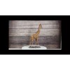 Nature Wildlife Realistic Safari Savannah Masai Giraffe Standing Figurine