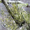 Mistletoe - Jecheon Herb 300g domestic mistletoe / 국산 겨우살이