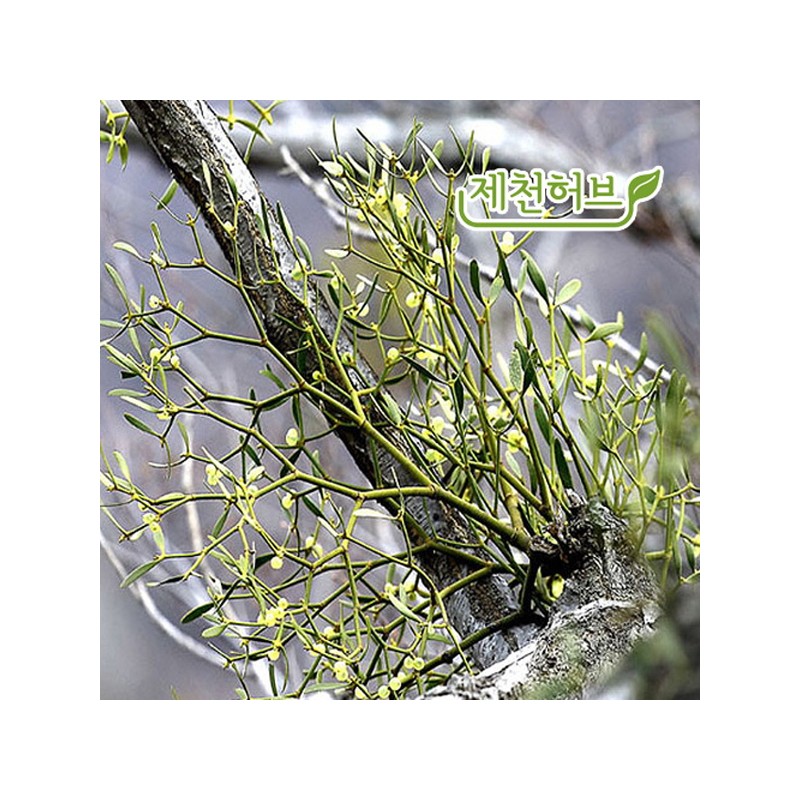 Mistletoe - Jecheon Herb 300g domestic mistletoe / 국산 겨우살이