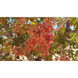 Roasted Salted Pistachios in-shell Heart healthy and California grown and processed (2 LB)