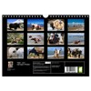 Yaks - on Stony Paths (Wall Calendar 2026 DIN A4