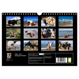Yaks - on Stony Paths (Wall Calendar 2026 DIN A4 Landscape), CALVENDO Monthly Calendar