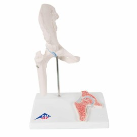 3B Scientific A84/1 Mini Hip Joint with Cross-Section + free Anatomy App - 3B Smart Anatomy