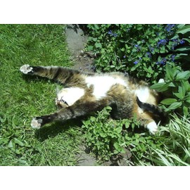 TomorrowSeeds - Catnip Seeds - 3000+ Count - for 2026 Planting Nepeta Catwort Garden Vegetable Catnips Catmint Lavender Herb Non-GMO Heirloom Grow Your Own Home Farm Patio Healthy Sustainable Living