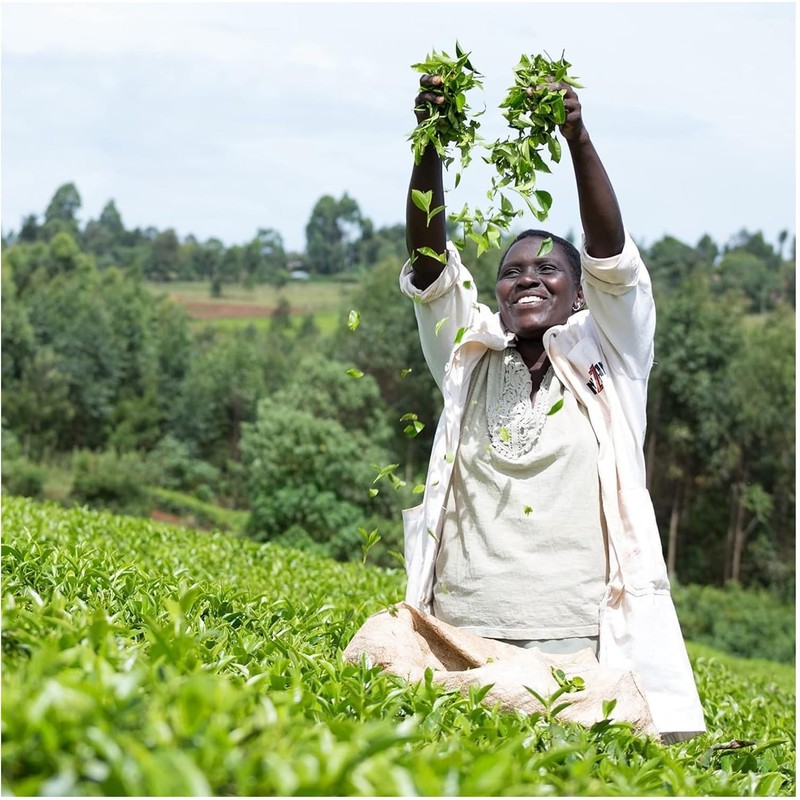 PG Tips The Tasty Decaf Tea Bags, Non-Pyramid (Pack of