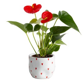 Costa Farms Anthurium Plant, Live Indoor Houseplant with Red Flowers, Easy Grow Flowering House Plant in Cute Décor Pot, Birthday, Housewarming, Get Well Soon, Home, Room, Office Décor, 12-Inches Tall
