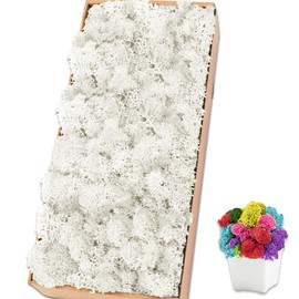 TCYPUHL Preserved Moss for Crafts White Reindeer Moss for Potted Plants, Craft Decorative Moss Decor for Wall Art, Dried Moss(1.1 lb, White)