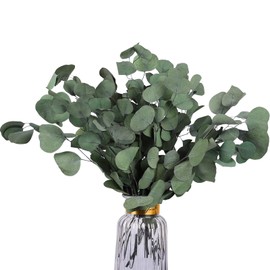 HIAGROW Real Eucalyptus Stems 20PCS Dried Preserved Fresh Eucalyptus Silver Dollar Leaves for Shower - Greenery Branches for Wedding Home Party Vase Filler Spring Decor