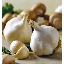 SNOW HILL HIMALAYAN ORGANIC GARLIC BULB GROW ON HIGH ALTITUDE, FRESH HIMALAYAN GARLIC BULB for SPICES & HEALTH BENEFIT, PLANTING and GROWING YOUR OWN GARLIC - PRODUCT of HIMALAYAS, NEPAL
