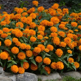 Outsidepride Zinnia Zahara Double Bright Orange Flower Seeds - 50 Seeds