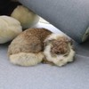 GeKLok Simulation Sleeping Cat Toy, Lifelike Sleeping Cat, Realistic Sleeping