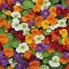 30 Pcs Nasturtium Flower Seeds for Planting with Mixed Colors