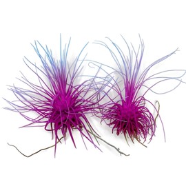 Thin Air Plant, Guatemala Tillandsia Live Airplant, Healthy Arrival Guaranteed, Great Indoor Plant, Home Decor & Gift (2 Rainbow #2)