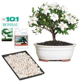 Brussel's Bonsai Live Gardenia Outdoor Bonsai Tree-4 Years Old 6" to 8" Tall with Decorative Container, Medium