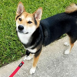 Nifti SafeLatch Pet Safety Leash, Medium/Large, Red, Heavy Duty Clasp with Built-in Bolt Holder in Hook for Safety and Magnet for Single Hand Easy Connect