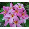 Hawaiian Rare Plumeria Frangipani Plant Planta Cuttings Red, White, Yellow,
