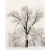 Picture Pedder Oak Tree Snowstorm by Ansel Adams 24x36 Black