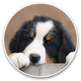 Awesome Vinyl Stickers (Set of 2) 7.5cm - Cute Bernese Mountain Dog Puppy Fun Decals for Laptops,Tablets,Luggage,Scrap Booking,Fridges #44758