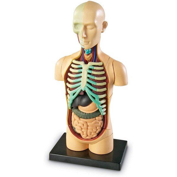 Learning Resources Human Body Model, Science Classroom Demonstration Tools, Realistic Human Anatomy Display, 31Piece, Grades 3+, Ages 8+
