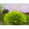 Mini Pellia aka Coral Moss 2" x 2" Riccardia chamedryfolia