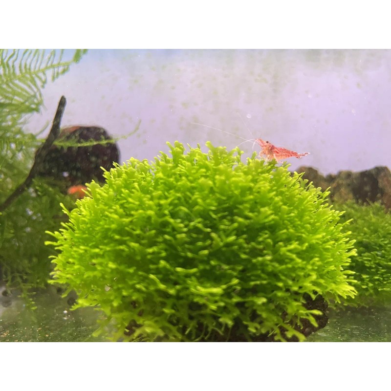 Mini Pellia aka Coral Moss 2" x 2" Riccardia chamedryfolia
