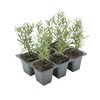 6 Tuscan Blue Rosemary, Live Plants – Rosmarinus Officinalis –